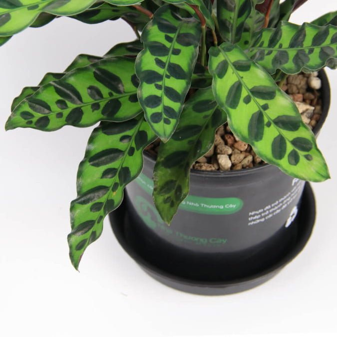 ĐUÔI CÔNG - CALATHEA LANCIFOLIA 2