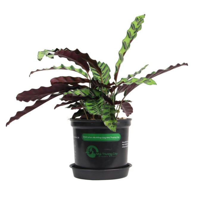 ĐUÔI CÔNG - CALATHEA LANCIFOLIA 3