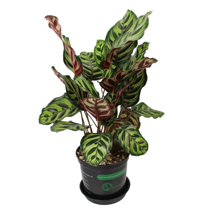 ĐUÔI CÔNG - CALATHEA MAKOYANA 3