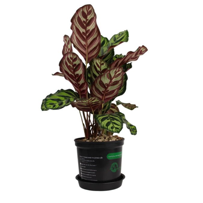 ĐUÔI CÔNG - CALATHEA MAKOYANA 2