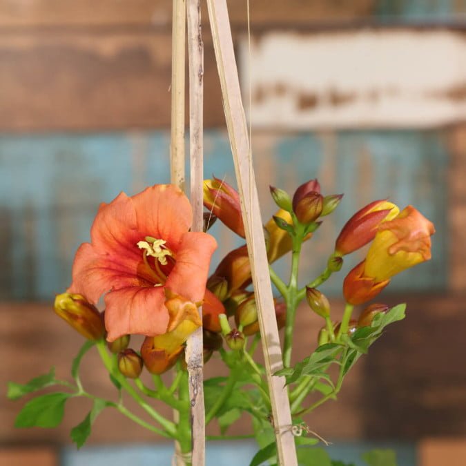 HOA ĐĂNG TIÊU – CAMPSIS GRANDIFLORA 3