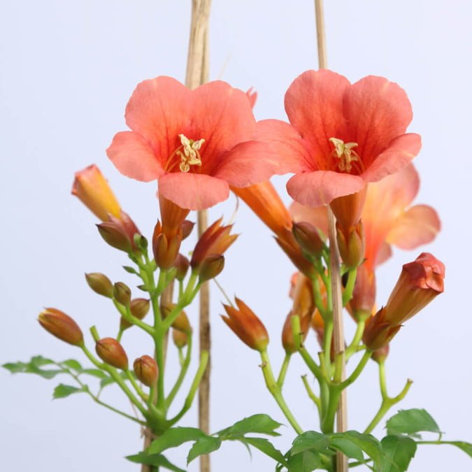 HOA ĐĂNG TIÊU – CAMPSIS GRANDIFLORA