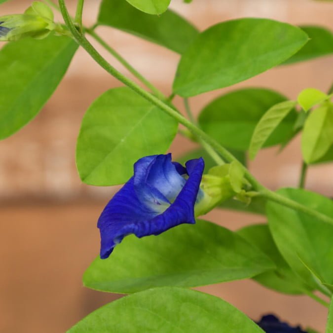 HOA ĐẬU BIẾC – BUTTERFLY PEA 3