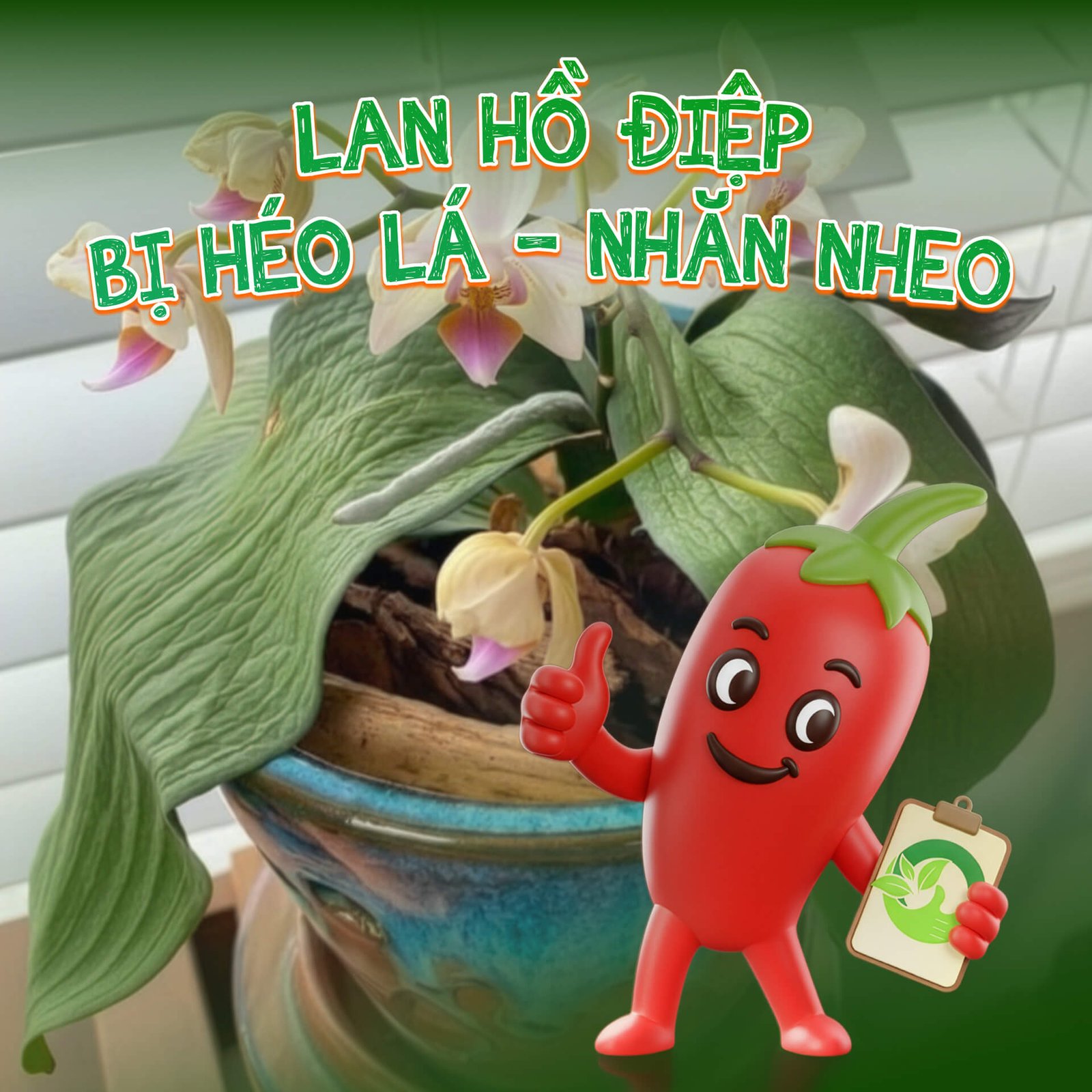 Hoa Lan Hồ Điệp chưng Tết xong bị nhăn lá: Cứu được không?