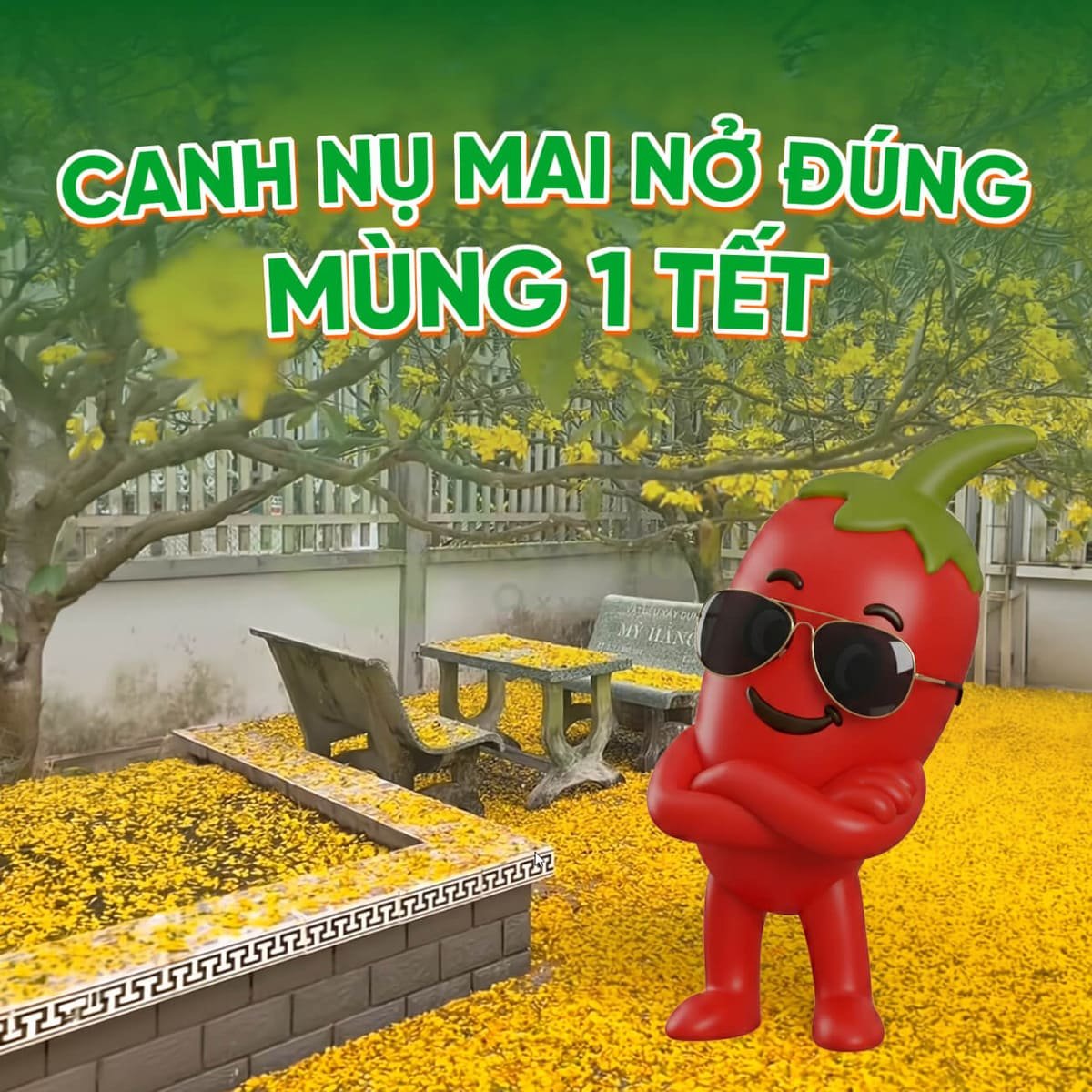 Hoa Mai có nguy cơ nở Sớm hoặc Trễ: Bí kíp "Điều khiển" nở đúng sáng Mùng 1