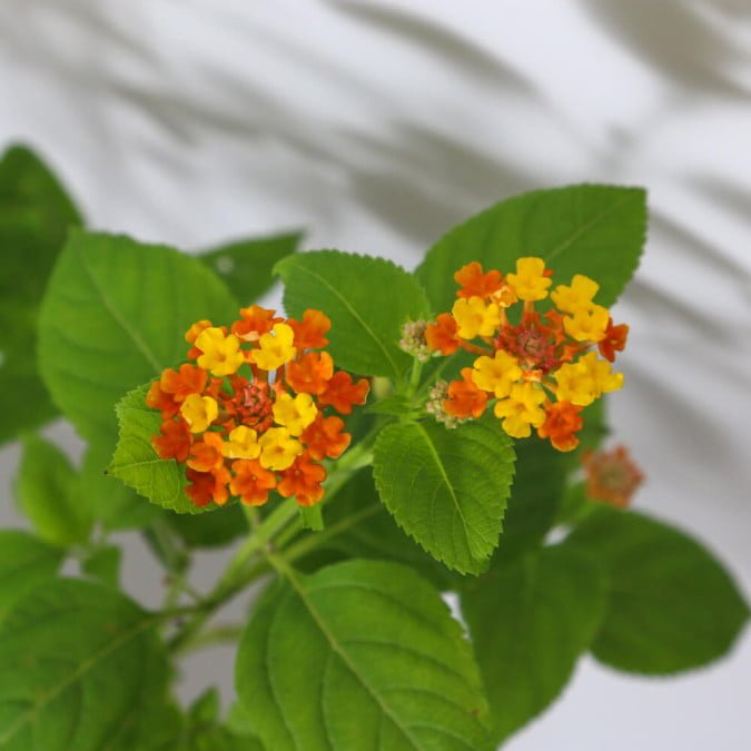 HOA NGŨ SẮC (CAM) - ORANGE LANTANA CAMARA 3