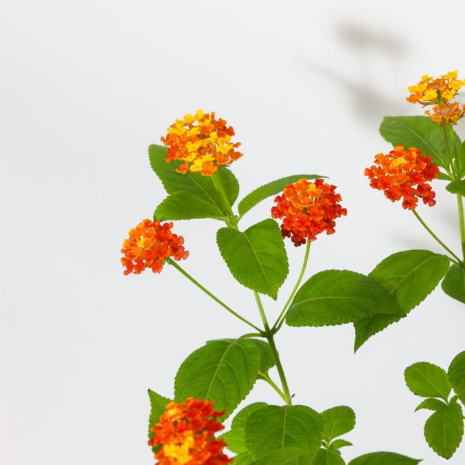 HOA NGŨ SẮC (CAM) - ORANGE LANTANA CAMARA 2