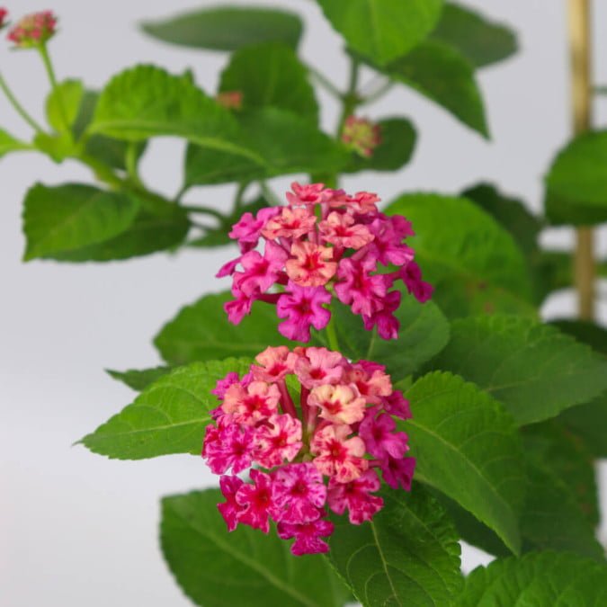 HOA NGŨ SẮC (HỒNG ĐẬM) - DARK PINK LANTANA CAMARA 3