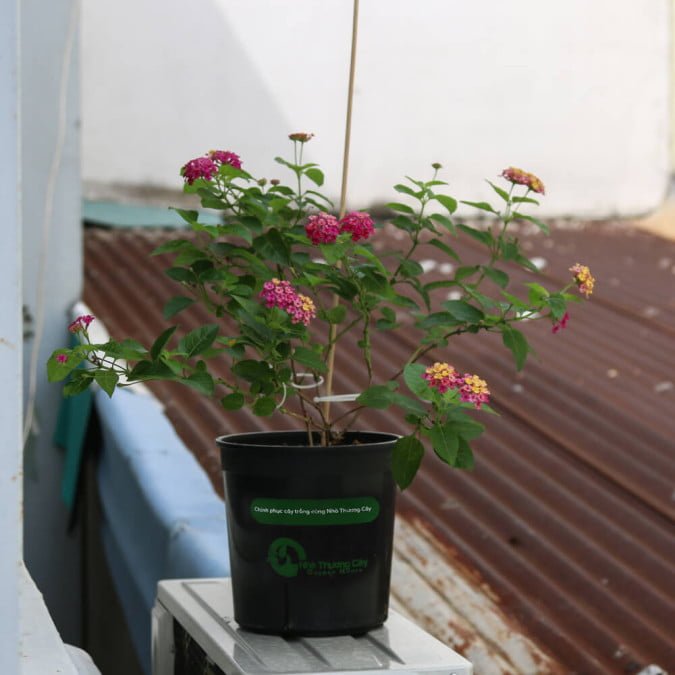 HOA NGŨ SẮC (HỒNG ĐẬM) - DARK PINK LANTANA CAMARA 2