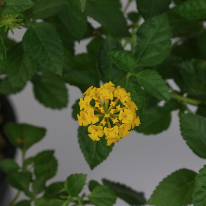 HOA NGŨ SẮC (VÀNG) - YELLOW LANTANA CAMARA 3
