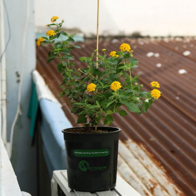 HOA NGŨ SẮC (VÀNG) - YELLOW LANTANA CAMARA 2