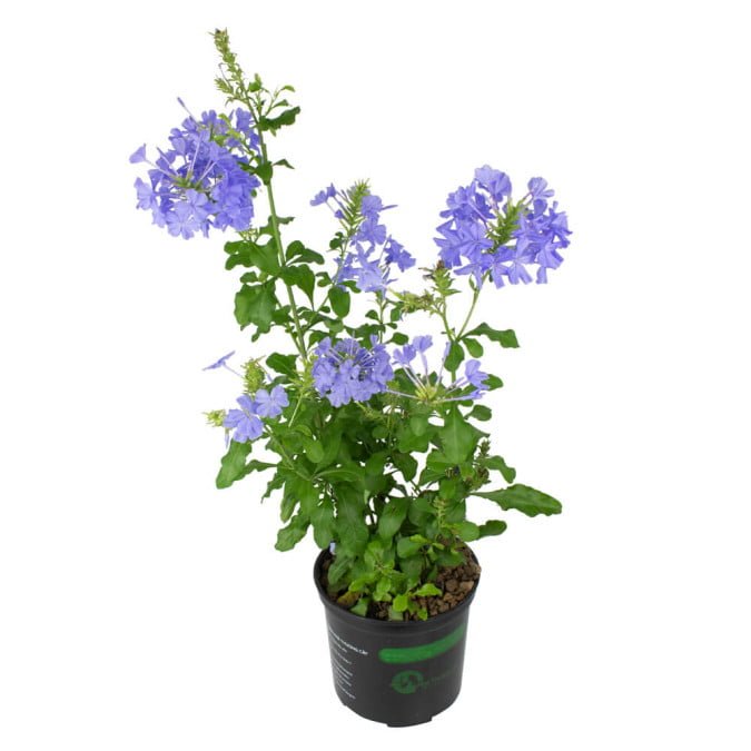 HOA THANH XÀ – BLUE PLUMBAGO 3