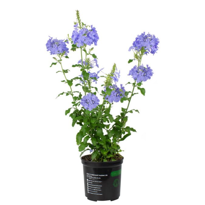 HOA THANH XÀ – BLUE PLUMBAGO 2