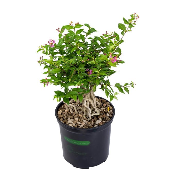 HỒNG NGỌC MAI – MALPIGHIA GLABRA 3