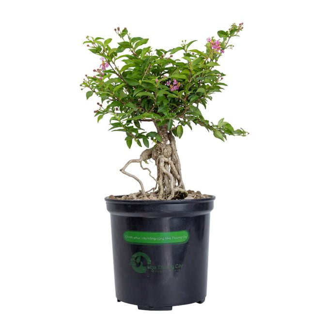 HỒNG NGỌC MAI – MALPIGHIA GLABRA 2