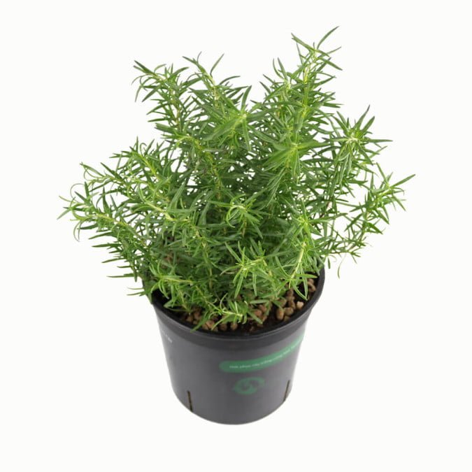 HƯƠNG THẢO ĐỨNG - STAND ROSEMARY 2
