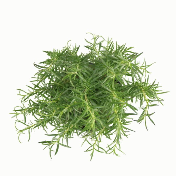 HƯƠNG THẢO ĐỨNG - STAND ROSEMARY 3