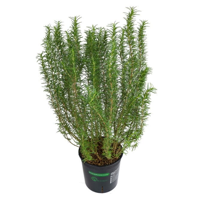 HƯƠNG THẢO ĐỨNG - STAND ROSEMARY (BIG SIZE) 2