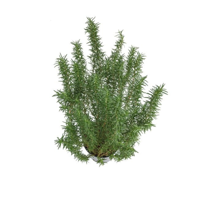 HƯƠNG THẢO ĐỨNG - STAND ROSEMARY (BIG SIZE) 3