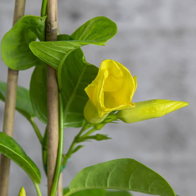 HUỲNH ANH - YELLOW ALLAMANDA 3