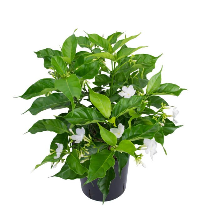 LÀI CHONG CHÓNG - PINWHEEL JASMINE 2