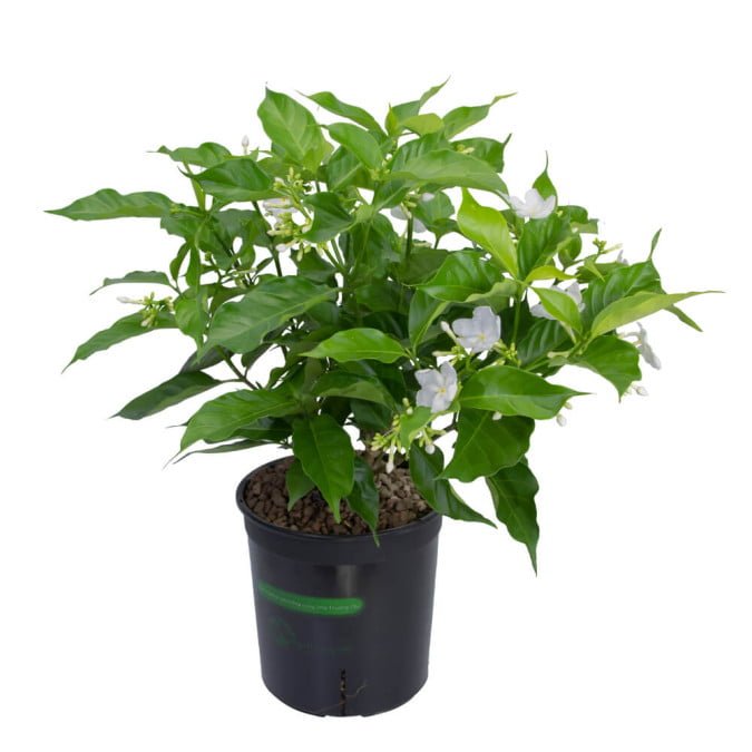 LÀI CHONG CHÓNG - PINWHEEL JASMINE 3