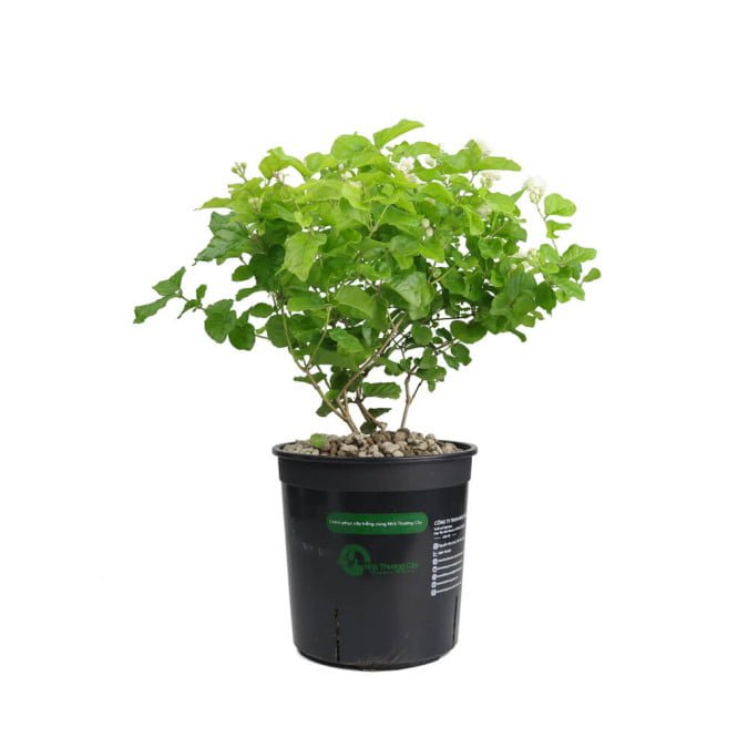 LÀI TRÀ - JASMINUM SAMBAC 2
