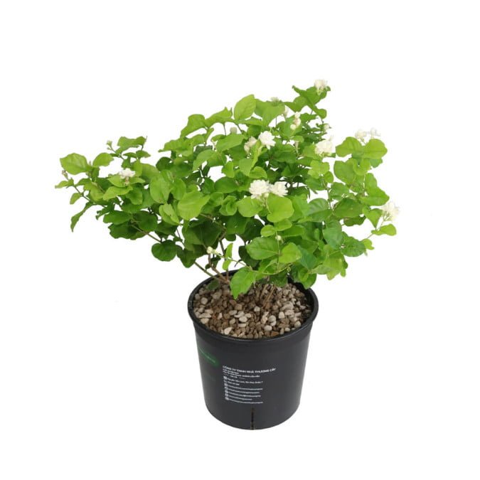 LÀI TRÀ - JASMINUM SAMBAC 3