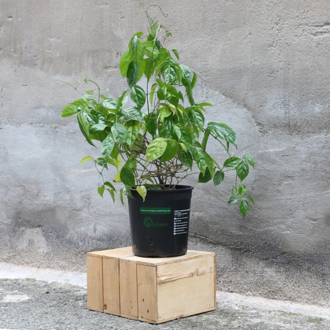 LAN HOÀNG DƯƠNG - Petraeovitex Bambusetorum 3