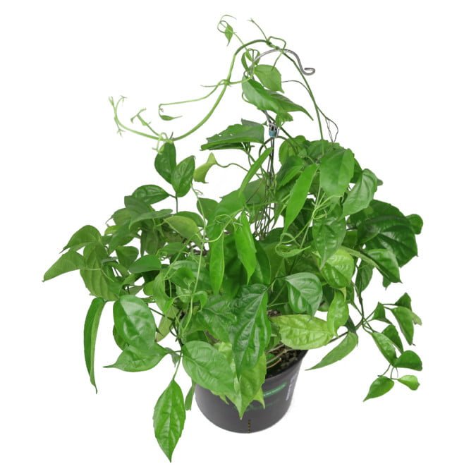 LAN HOÀNG DƯƠNG - Petraeovitex Bambusetorum 2