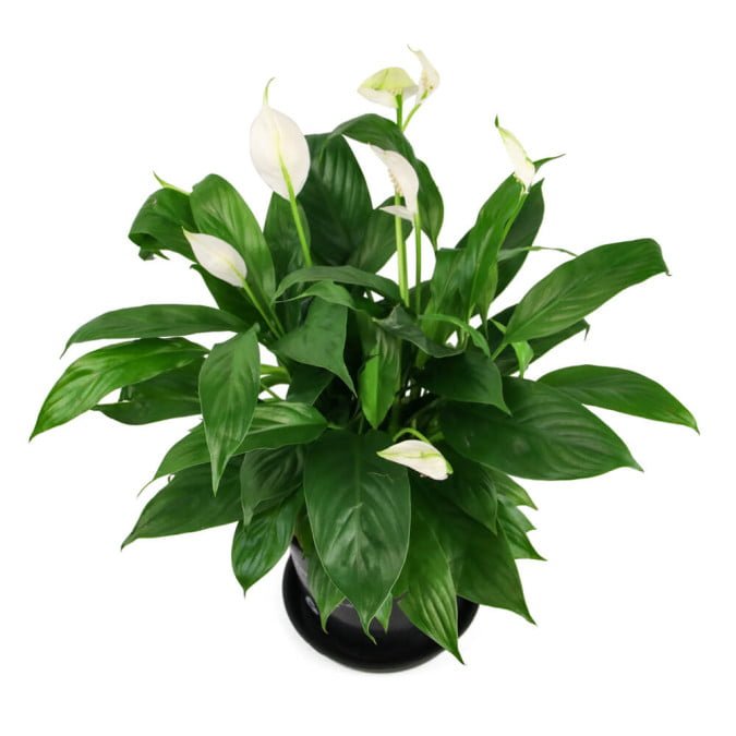 LAN Ý - PEACY LILY 3