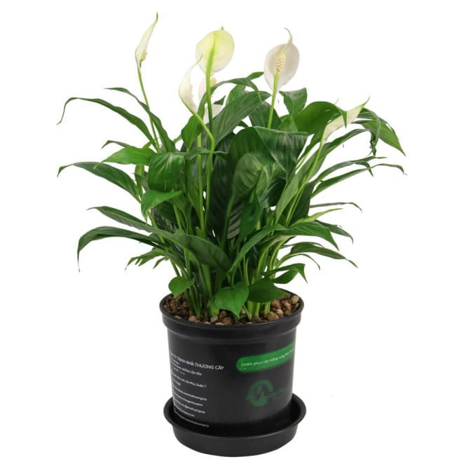 LAN Ý - PEACY LILY 2