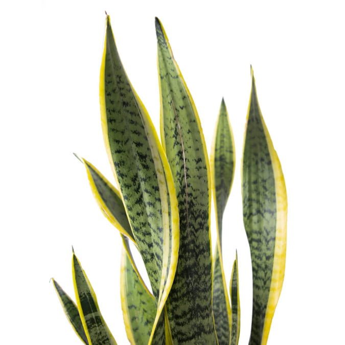LƯỠI CỌP HOÀNG KIM- SNAKE PLANT VARIEGATED (BIG SIZE) 3