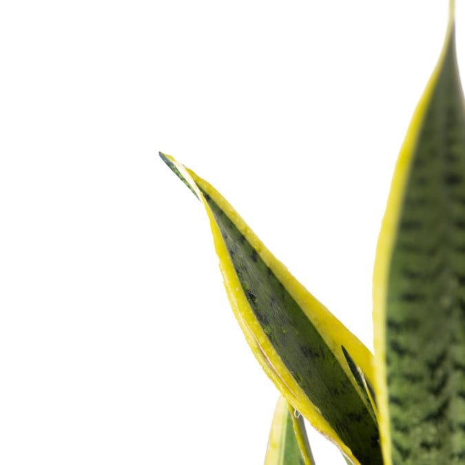 LƯỠI CỌP HOÀNG KIM- SNAKE PLANT VARIEGATED (BIG SIZE) 2
