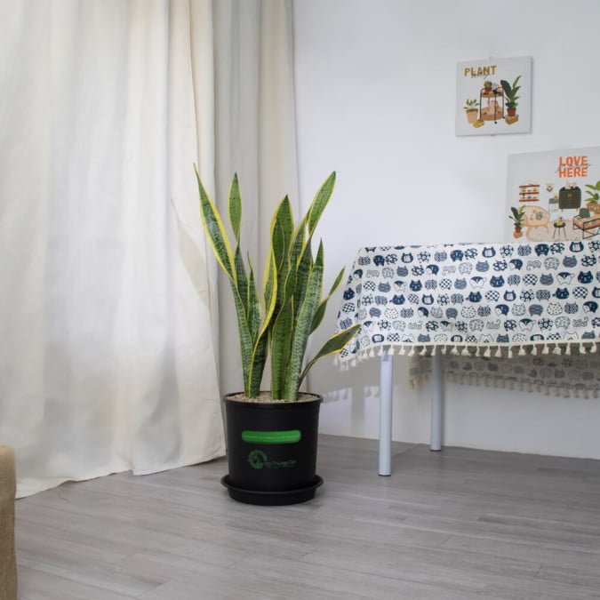 LƯỠI CỌP HOÀNG KIM- SNAKE PLANT VARIEGATED (BIG SIZE)