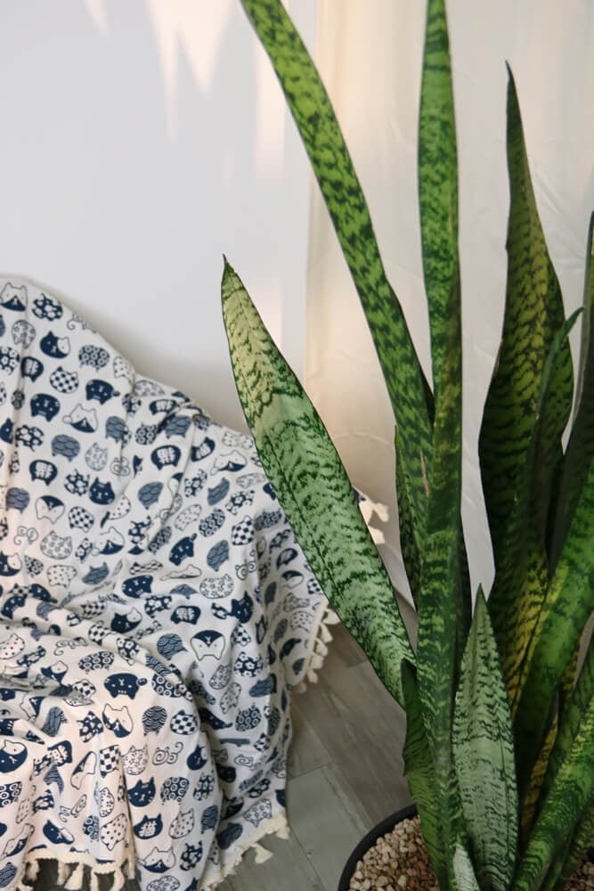 LƯỠI CỌP XANH- GREEN SNAKE PLANT (BIG SIZE) 2