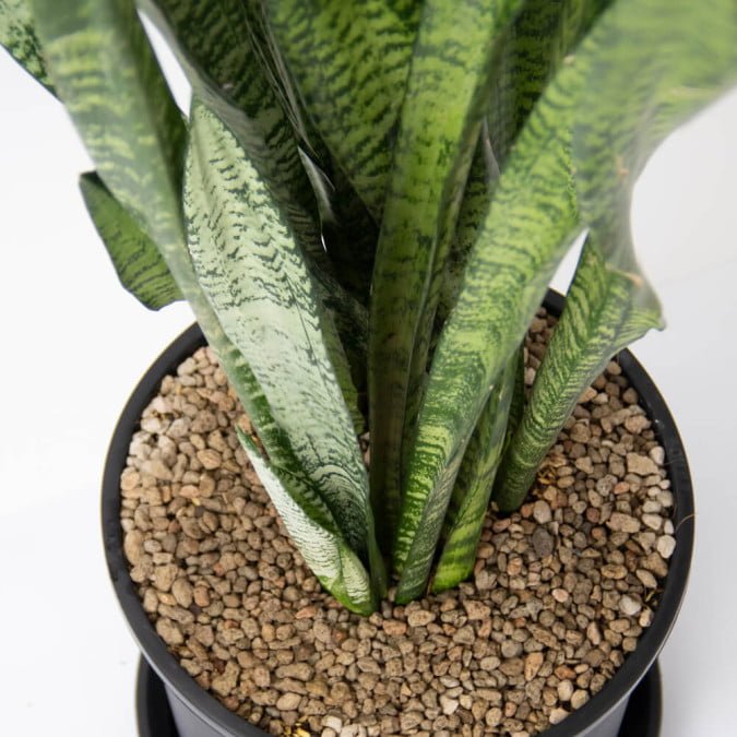 LƯỠI CỌP XANH- GREEN SNAKE PLANT (BIG SIZE) 3