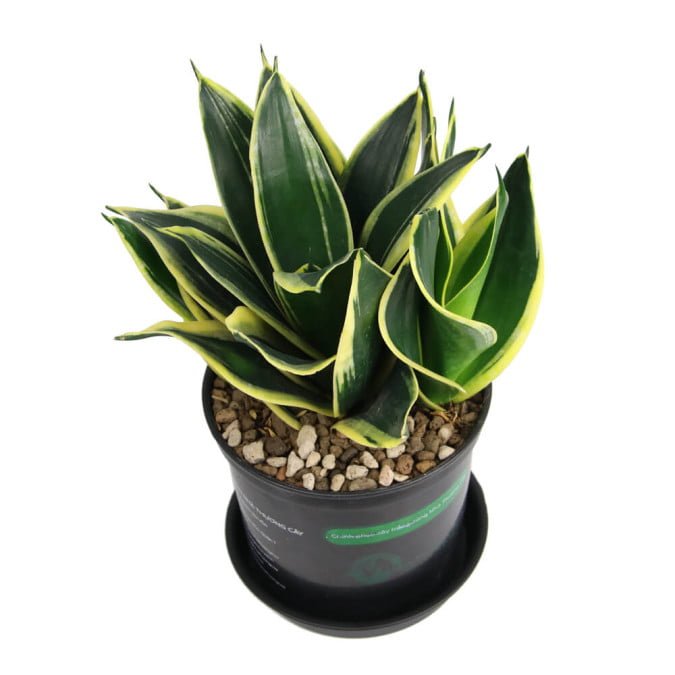 LƯỠI HỔ SAO - SANSEVIERIA TRIFASCIATA 2