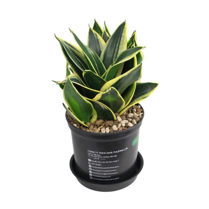 LƯỠI HỔ SAO - SANSEVIERIA TRIFASCIATA 3