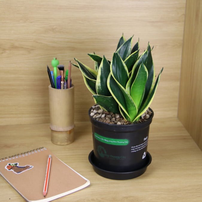 LƯỠI HỔ SAO - SANSEVIERIA TRIFASCIATA