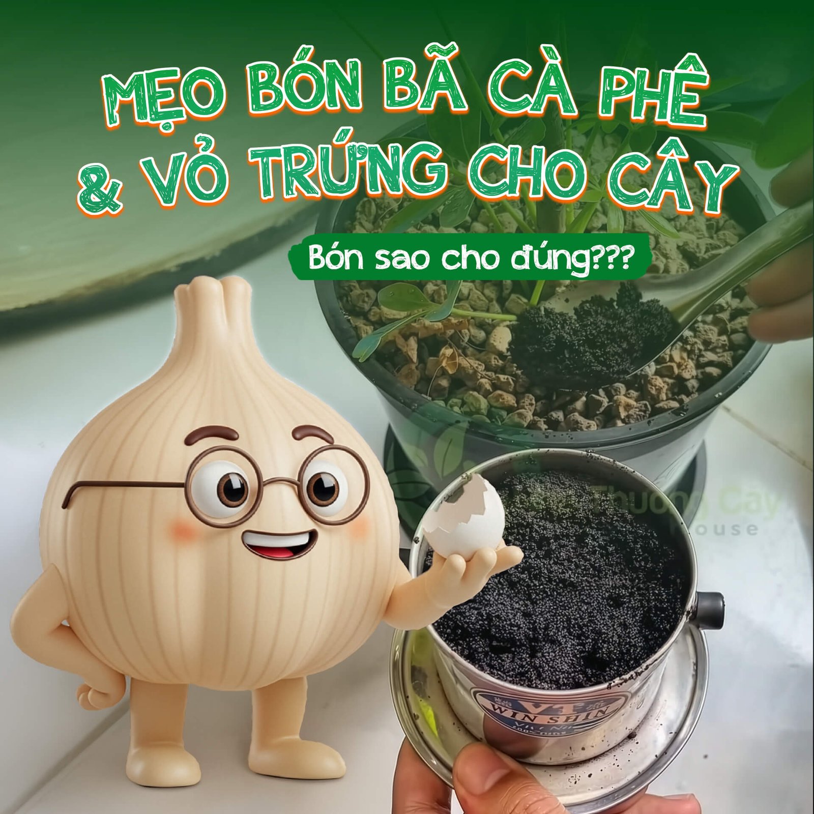 Mẹo bón bã cà phê, vỏ trứng cho cây: Tốt nhưng phải đúng cách