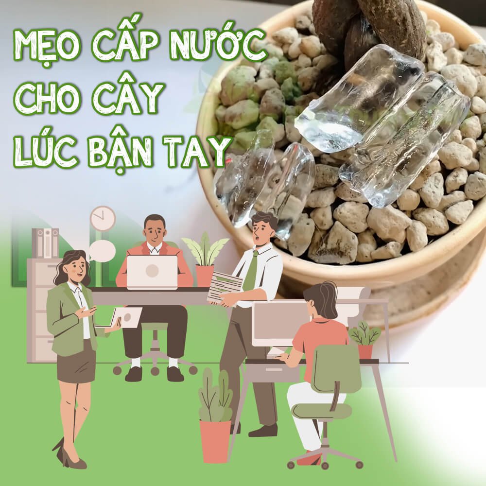 Mẹo cấp nước cho cây trồng văn phòng lúc bận tay