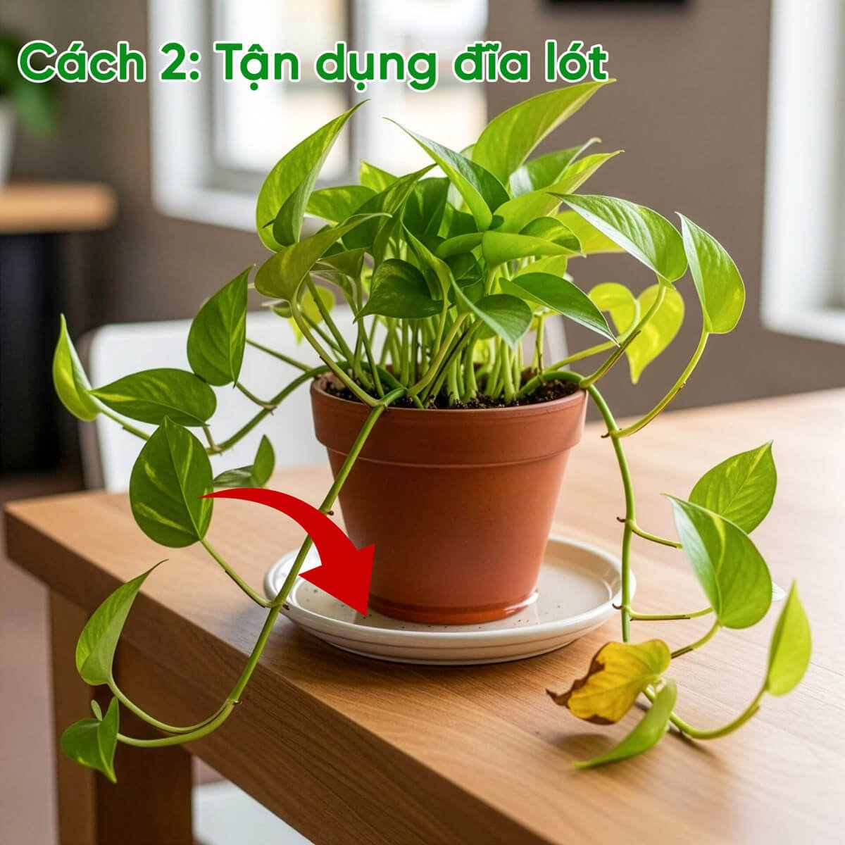 Mẹo tưới nước cho cây khi về quê ngày Tết 3