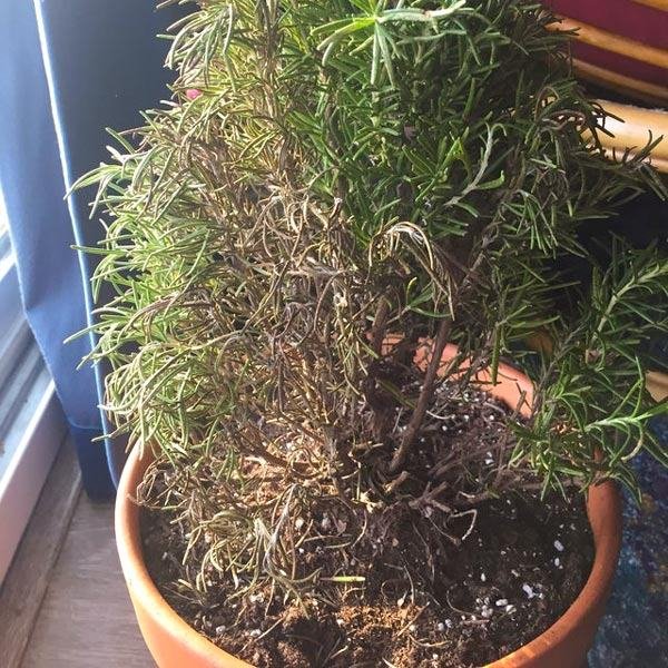 Phòng ngừa nấm cây - SÁT THỦ DIỆT CÂY MỘT CÁCH ÂM THẦM LẶNG LẼ