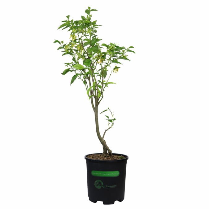 NGỌC LAN TÂY - CANANGA ODORATA 3