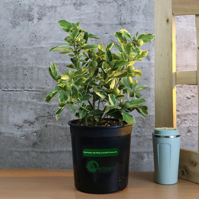 TẮC HOÀNG KIM - CENTENNIAL VARIEGATED KUMQUAT 2
