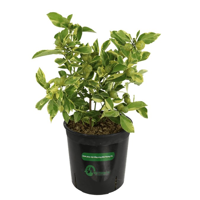 TẮC HOÀNG KIM - CENTENNIAL VARIEGATED KUMQUAT 3