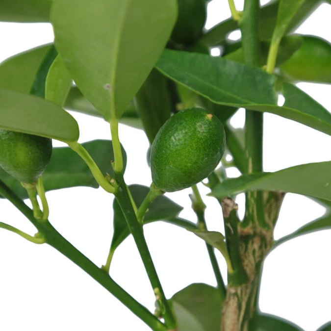 TẮC VỎ NGỌT - NAGAMI KUMQUAT | Cây ăn trái 2