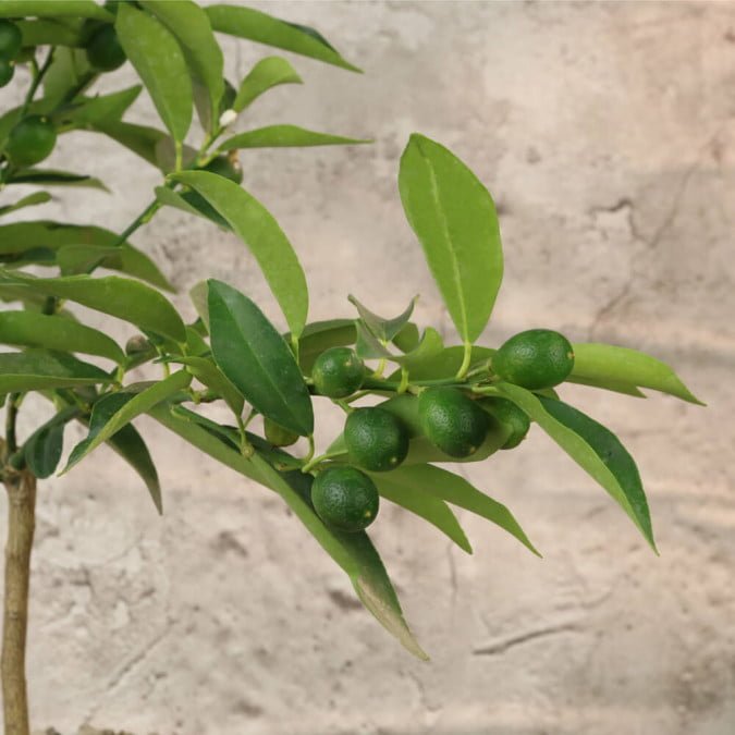 TẮC VỎ NGỌT - NAGAMI KUMQUAT | Cây ăn trái 3
