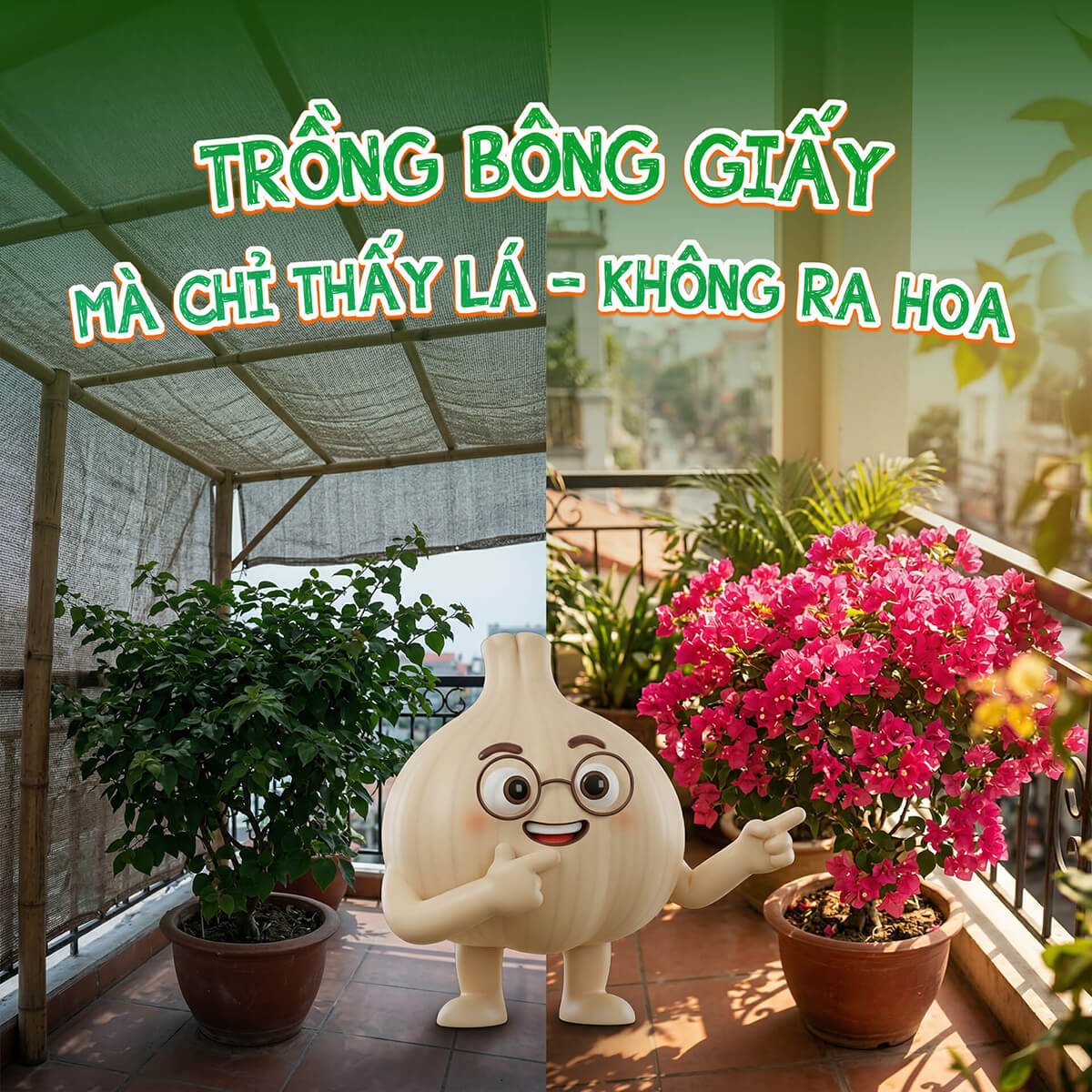 Tại sao bông Giấy ra lá tốt um mà không có bông